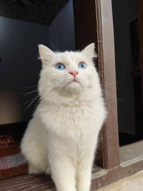 Persian white Male kitten 0