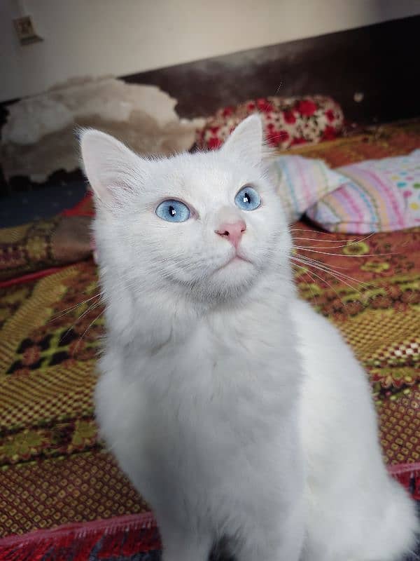 Persian white Male kitten 2