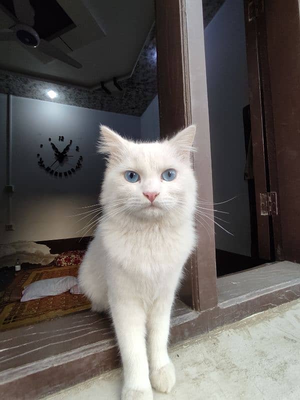 Persian white Male kitten 3