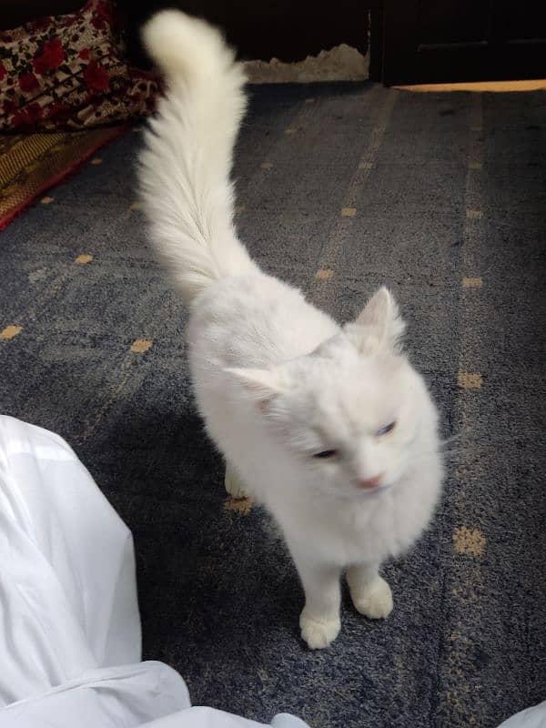 Persian white Male kitten 4