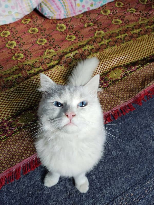 Persian white Male kitten 5