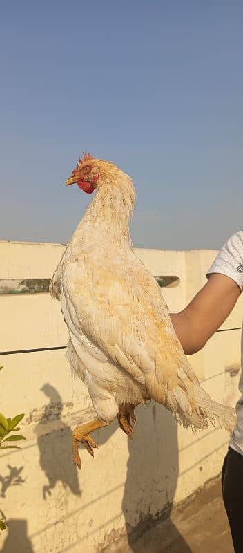 Desi Hens| Golden Misri | Misri Murga | Desi Murgiyan 1