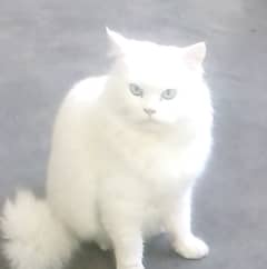 Persian Cat