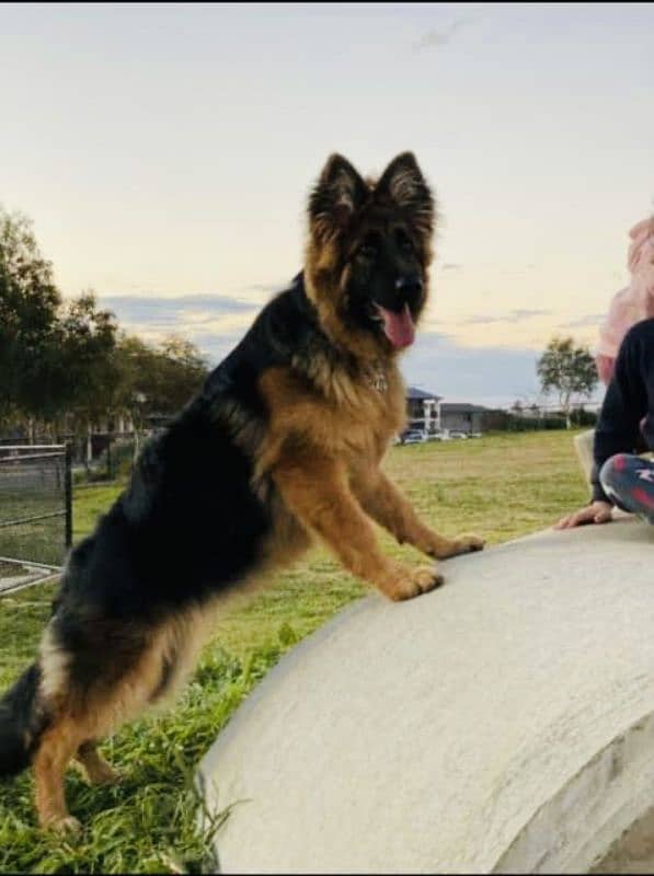 GSD female  tripple coat  11 month female 0