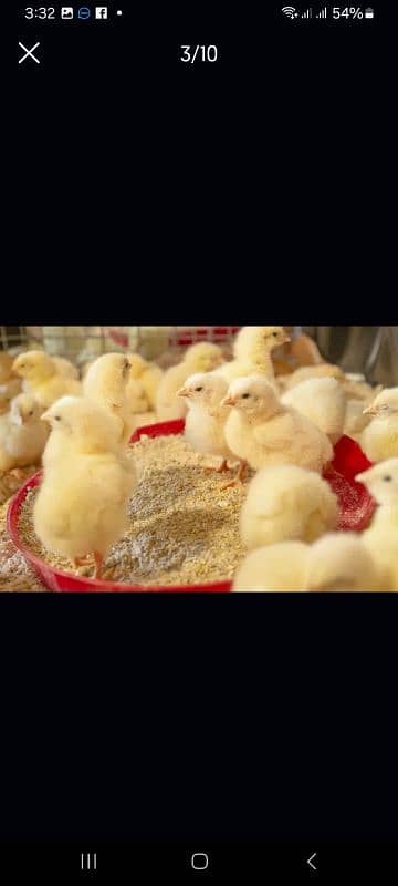 broiler chicks 2