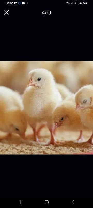 broiler chicks 3