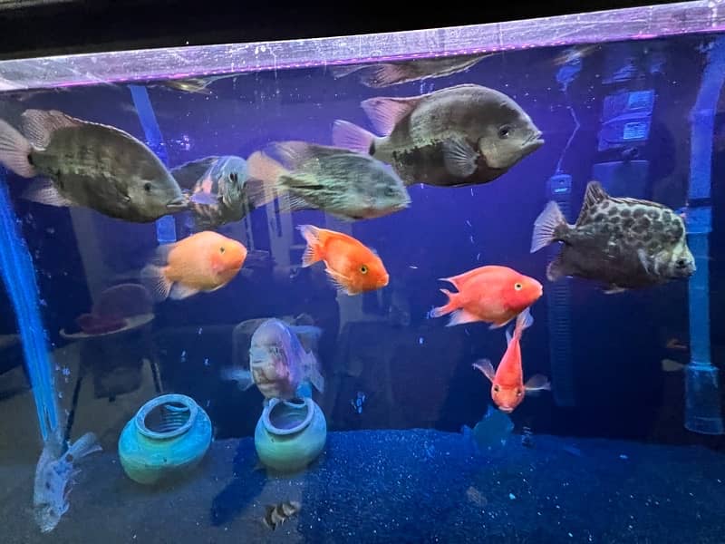 big size cichlids for sale 0