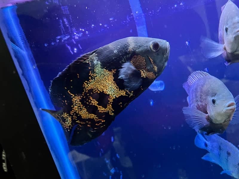 big size cichlids for sale 1