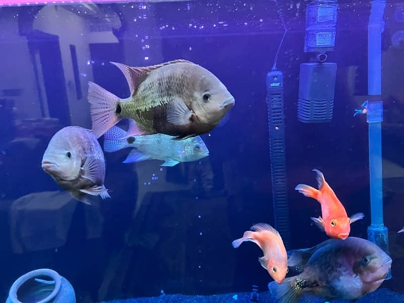 big size cichlids for sale 3