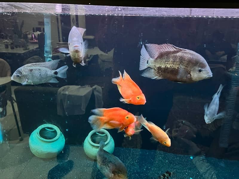 big size cichlids for sale 4