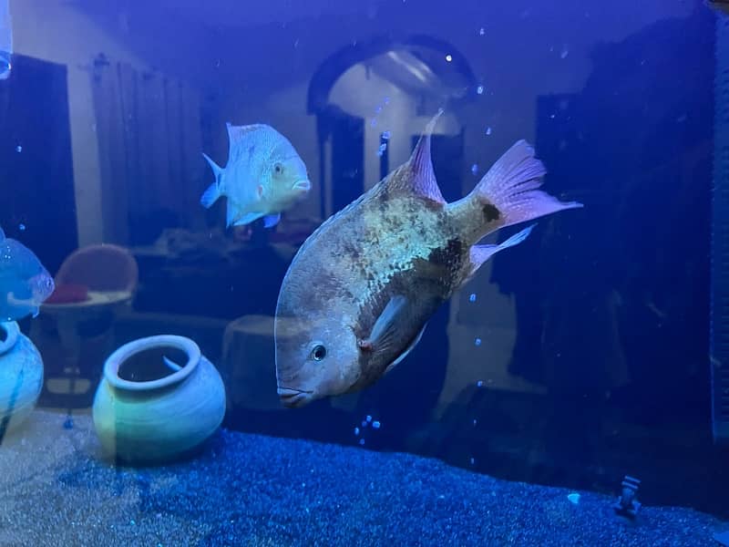 big size cichlids for sale 6