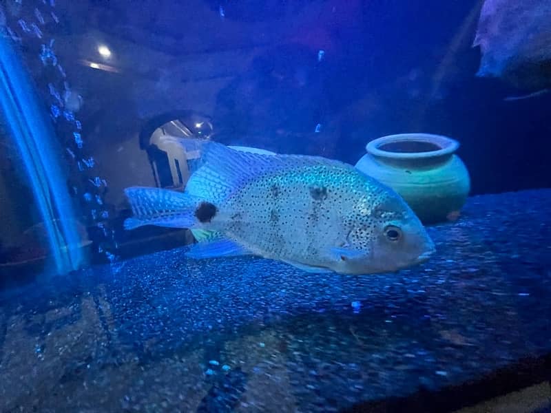 big size cichlids for sale 7