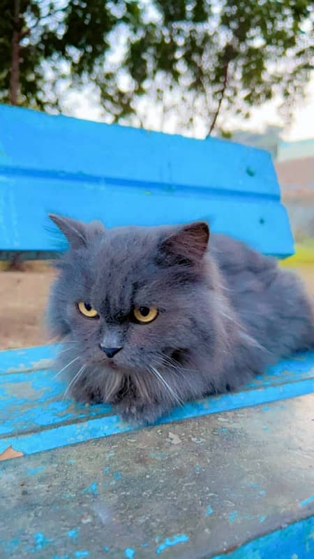 persian cat 0