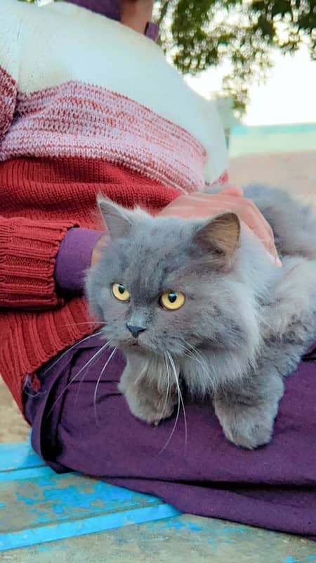 persian cat 1