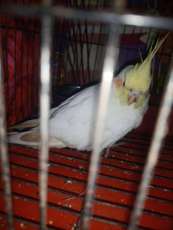 coctail pair age almost 2.5 year READ FULL ADD nmbr last pay dia hua 7