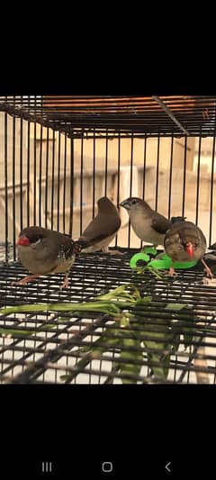 Red strawberry finch| fawn java| silver and grey java with fawn split|