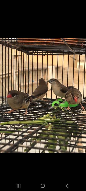 Red strawberry finch| fawn java| silver and grey java with fawn split| 0