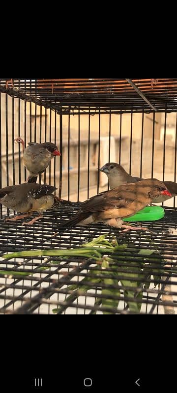 Red strawberry finch| fawn java| silver and grey java with fawn split| 2