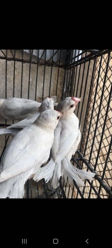 Red strawberry finch| fawn java| silver and grey java with fawn split| 6