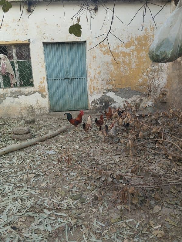 4 male golden misri hen and 5 female hens for sale 0