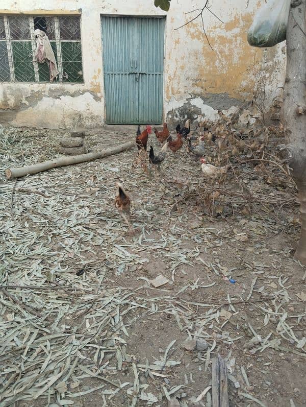 4 male golden misri hen and 5 female hens for sale 1