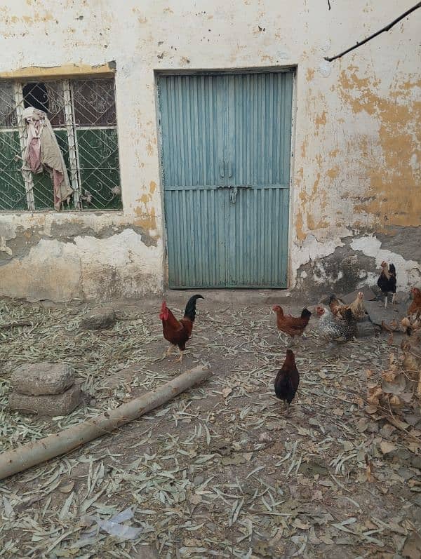 4 male golden misri hen and 5 female hens for sale 3