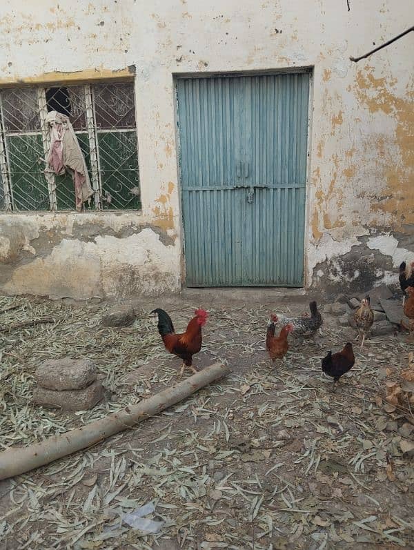 4 male golden misri hen and 5 female hens for sale 4