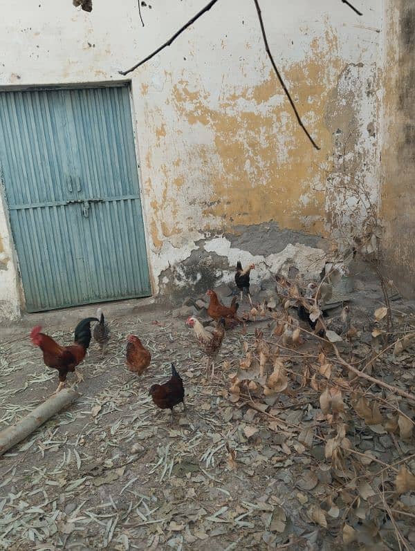 4 male golden misri hen and 5 female hens for sale 5