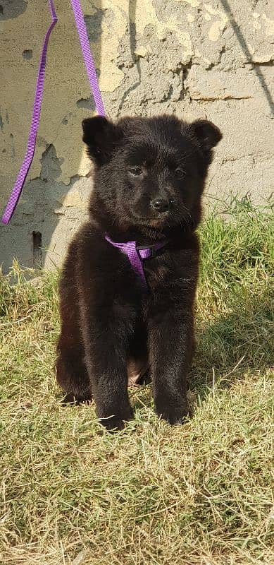 black german shepherd lobg coat female available for sale 0