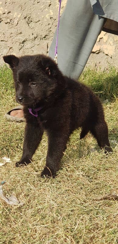 black german shepherd lobg coat female available for sale 1