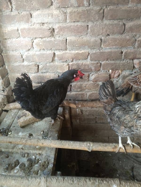 Hens For Sale 0