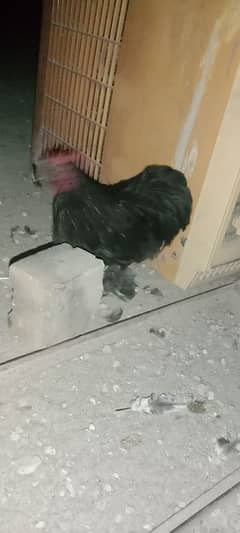 bantam for sell