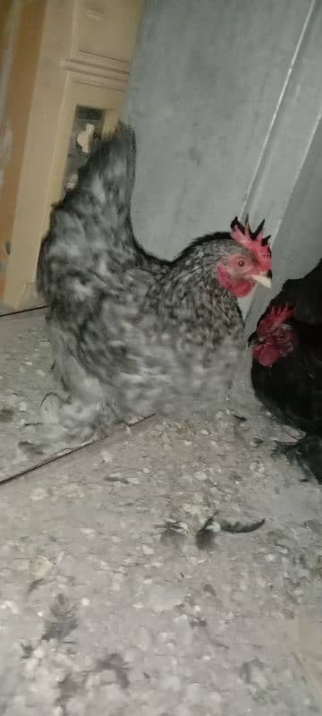 bantam for sell 1