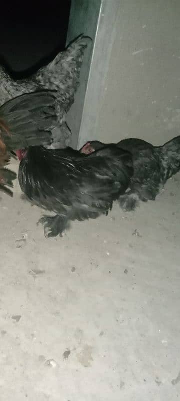 bantam for sell 2