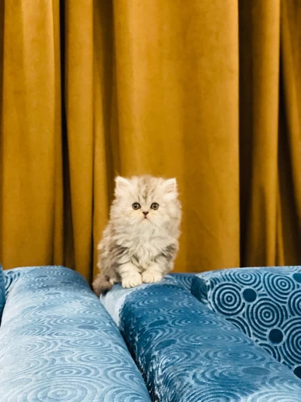 Faw persian Kittens 0