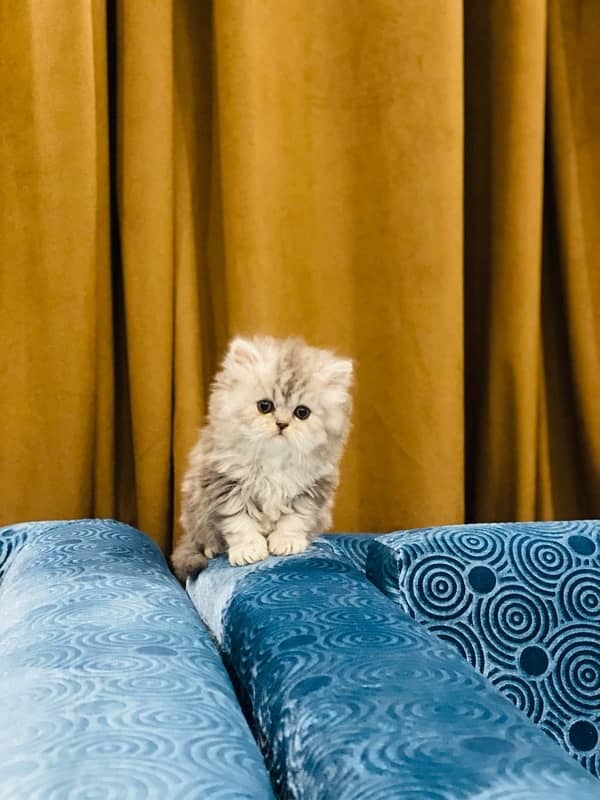 Faw persian Kittens 1