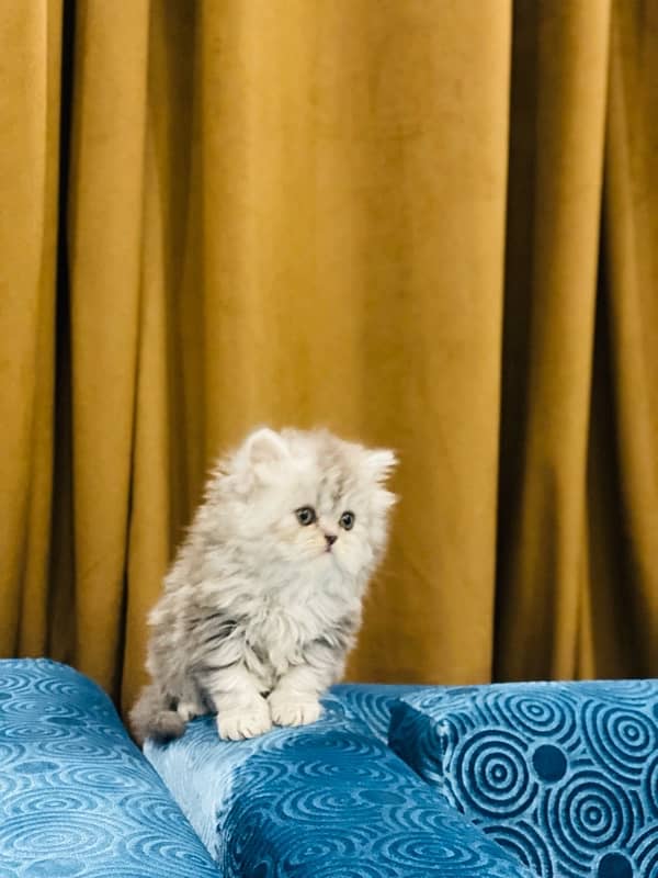 Faw persian Kittens 2