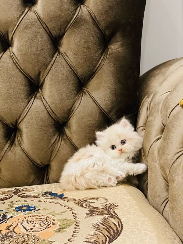 Faw persian Kittens 4