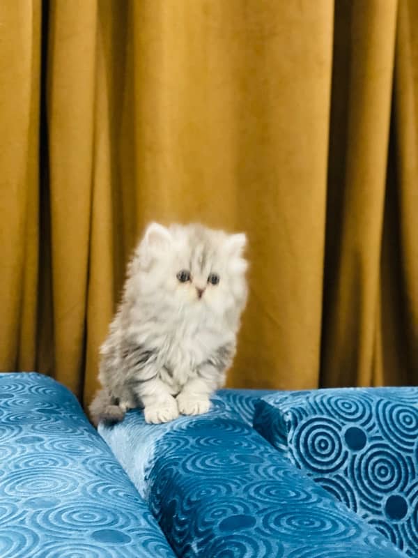 Faw persian Kittens 5