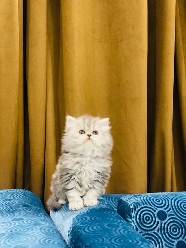 Faw persian Kittens 6