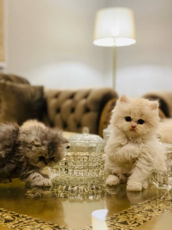 Faw persian Kittens 7