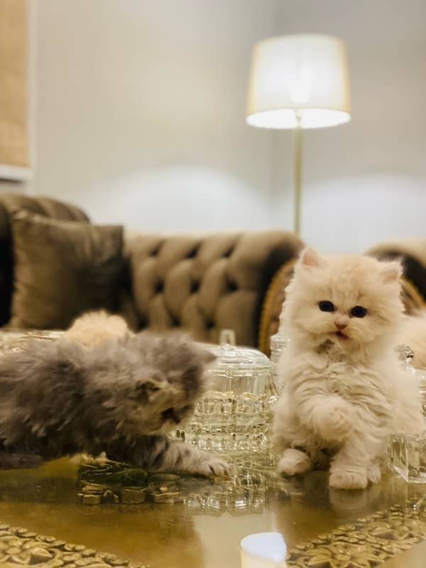 Faw persian Kittens 8