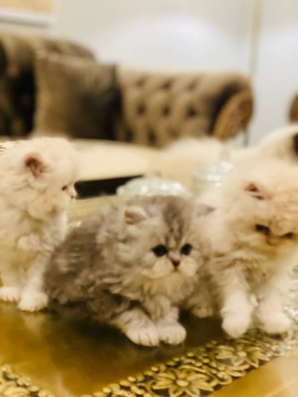 Faw persian Kittens 9