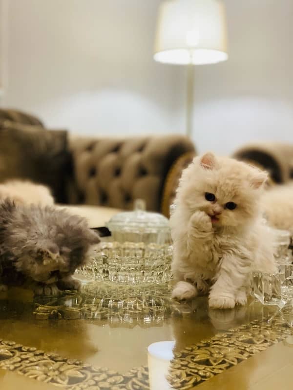 Faw persian Kittens 10