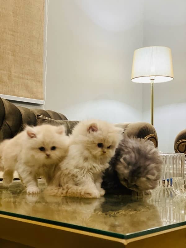 Faw persian Kittens 11