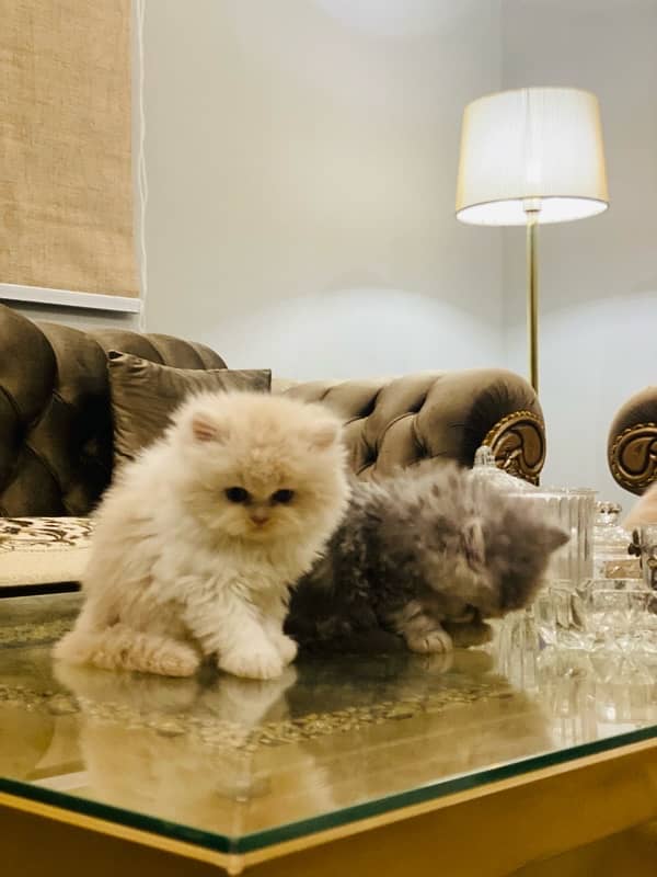 Faw persian Kittens 12