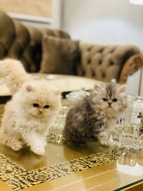 Faw persian Kittens 14