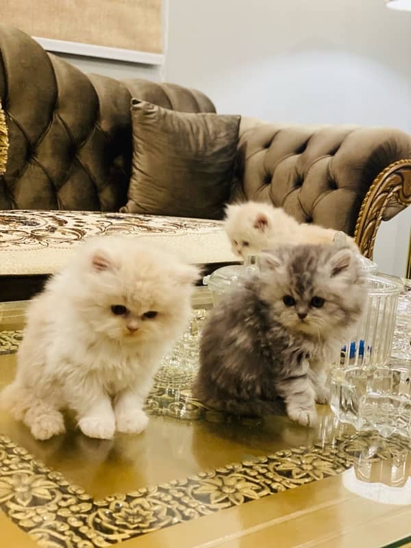 Faw persian Kittens 15