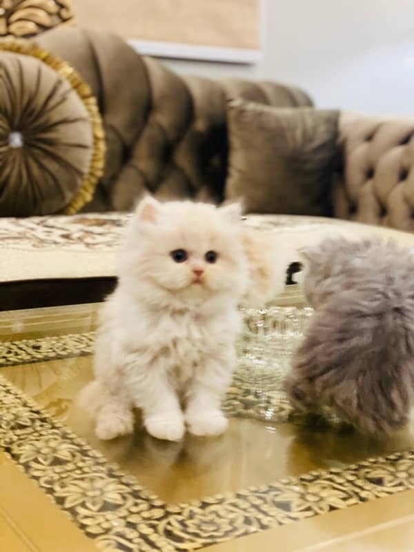 Faw persian Kittens 16