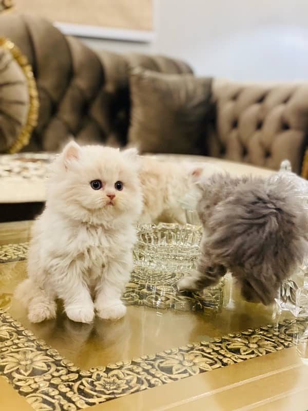 Faw persian Kittens 17